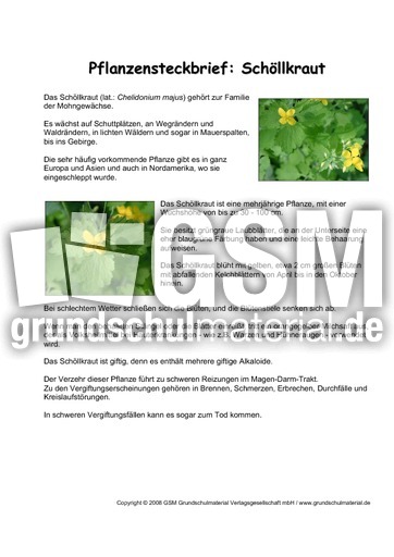 Pflanzensteckbrief-Schöllkraut.pdf